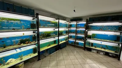 Hodowla szynszyli i ryb akwariowych